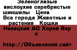 Зеленоглазые вислоухие серебристые шиншилы › Цена ­ 20 000 - Все города Животные и растения » Кошки   . Ненецкий АО,Хорей-Вер п.